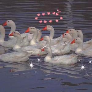 国产耄耋老太性HD大全
